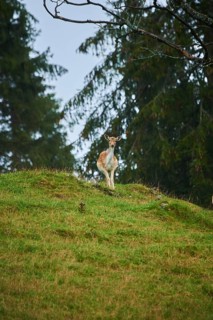 Damhirsch