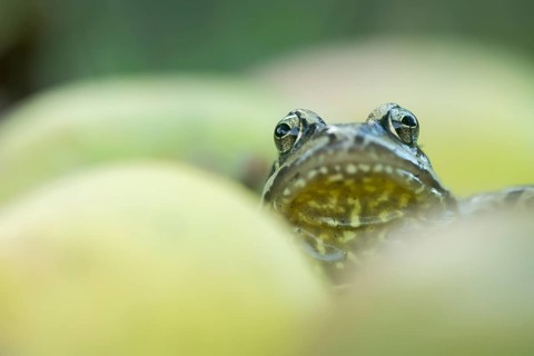 Common frog