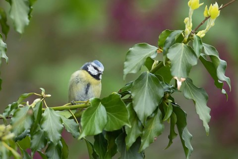 Blue tit