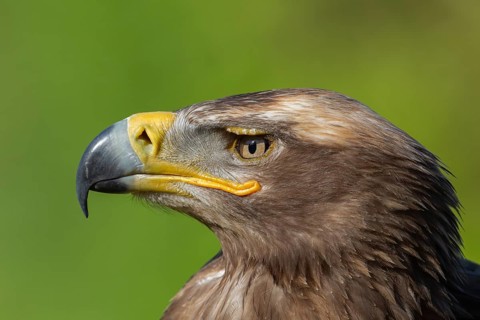 Steppe eagle