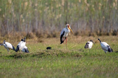 Yellow-billed stork