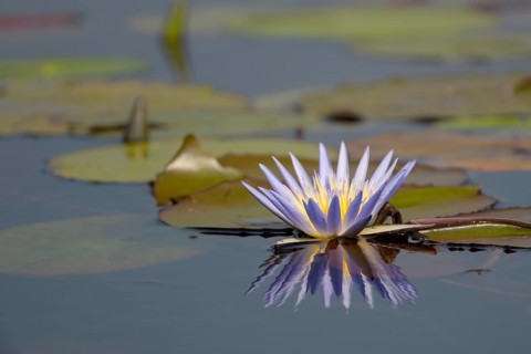 Water lily