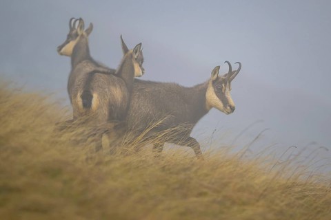 Chamois