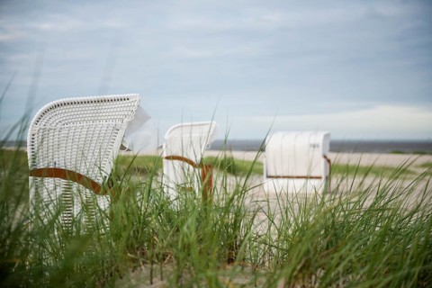 European marram grass