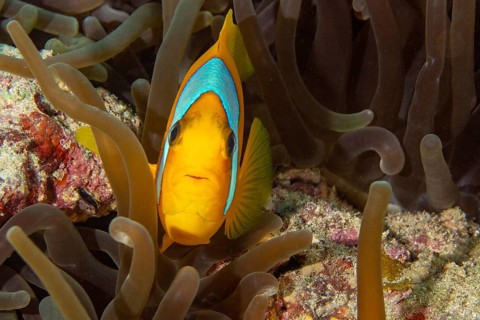 Red sea clownfish