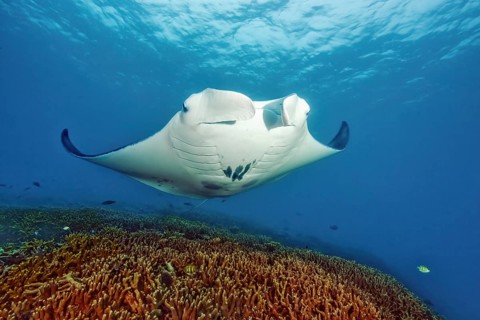 Pelagic manta ray