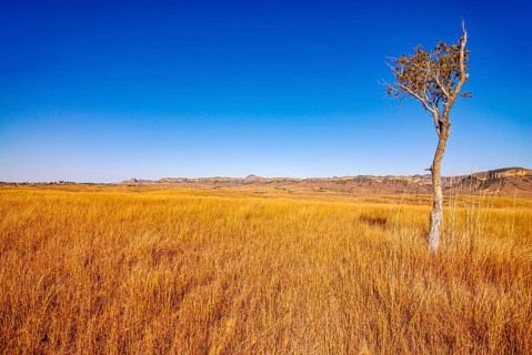 Savannah in the Isalo National Park