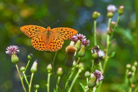 Silver-washed fritillary