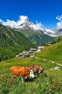 Two cows standing on a mountain meadow in front of the Matterhorn