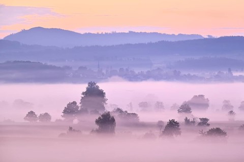 Meadows and trees in the early morning mist