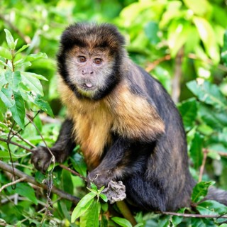 Golden-bellied capuchin