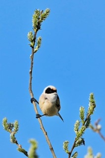 Adult male eurasian penduline tit