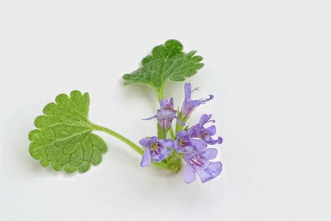 Medicinal plant Gundermann