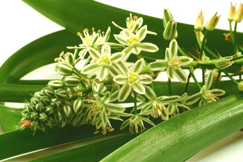 Medicinal plant genuine sea onion