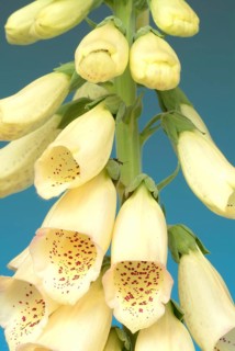 Big-flowered foxglove