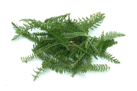 Common yarrow