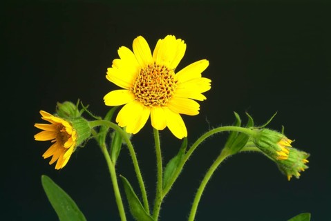 Arnica