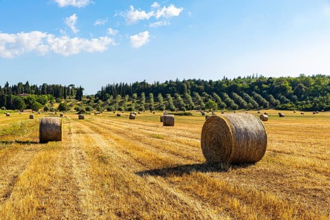 Straw bales on harvested field