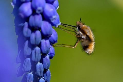 Large bee fly