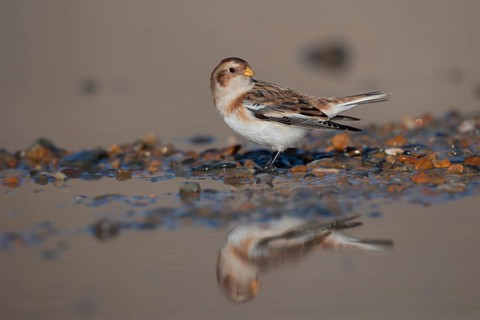 Snow bunting