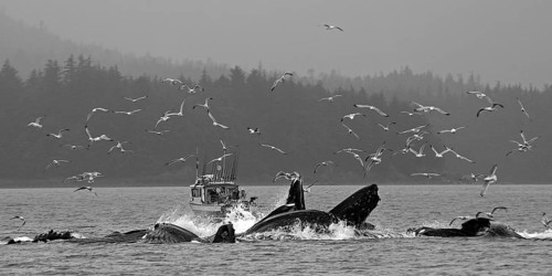 Several humpback whales dive in front of a small fishing boat