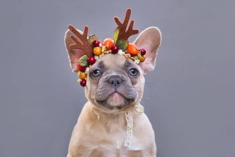 Portrait of small lilac fawn French Bulldog dog puppy wearing a seasonal Christmas reindeer antler headband in front of gray background