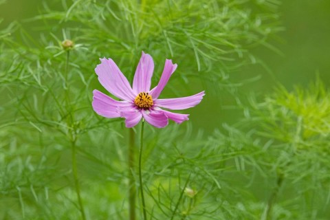 Maiden in the Gueenen pink inflorescence with green leaves