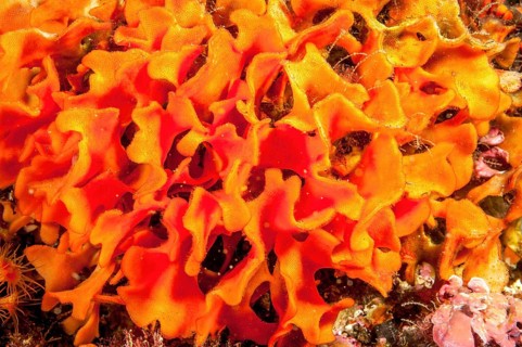 Close-up of leafy twig bryozoans