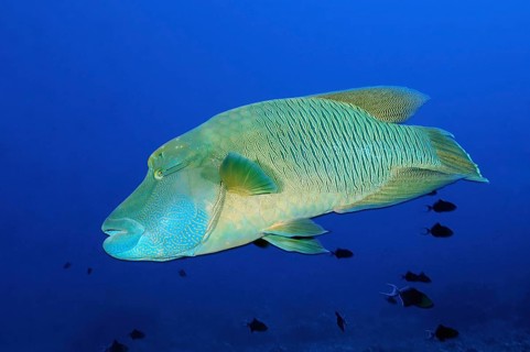 Large Napoleon Wrasse Cheilinus undulatus) swims through blue sea open water over coral reef