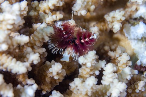 Christmas tree worm