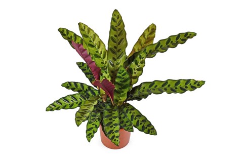 Tropical Calathea Lancifolia houseplant