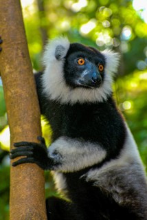 Black-and-white ruffed lemur