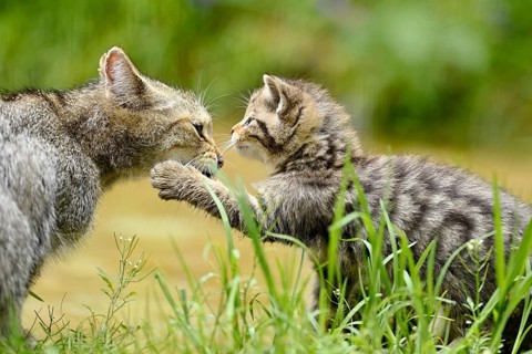 European wildcat
