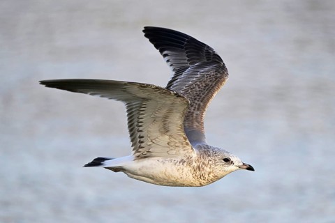 Common gull