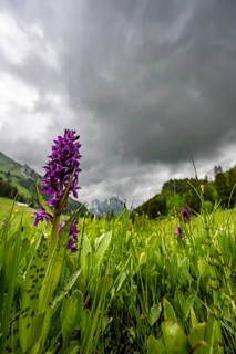 Western marsh orchid