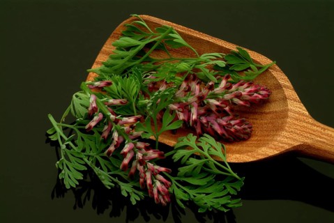 Medicinal plant Common fumitory