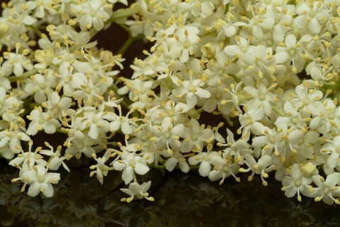 Black elder