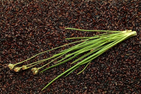 Plant species from the plantain genus