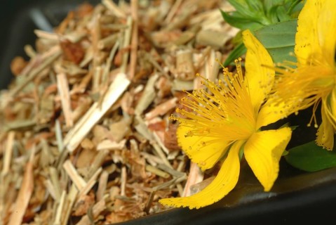 Medicinal plant St. John's wort