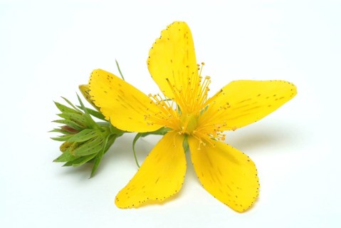 Medicinal plant St. John's wort