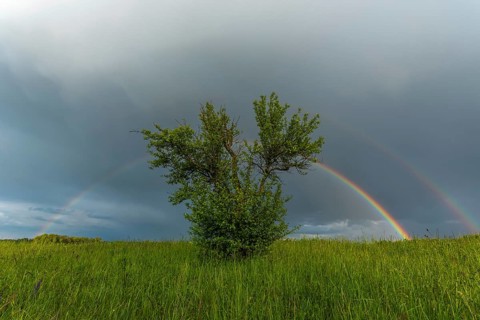 Appearance of a double rainbow in front of a late afternoon storm. Alsace