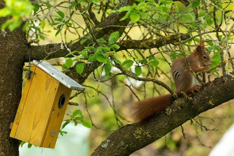 Squirrel holding nut in hands sitting on branch next to bird's nest box looking right