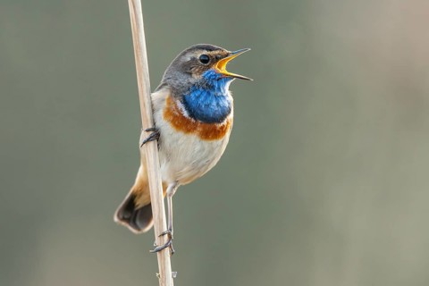 Mating bluethroat