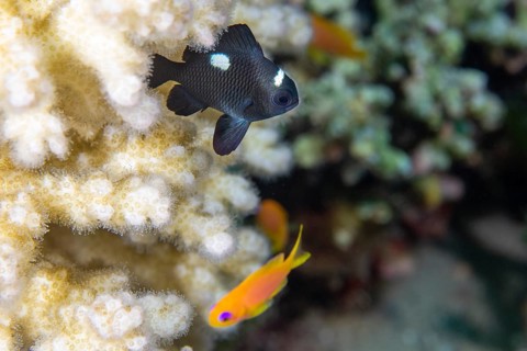 Threespot dascyllus