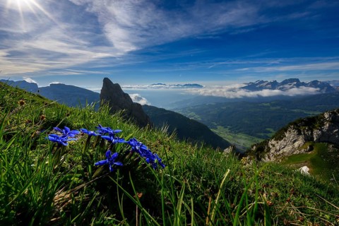 Gentian