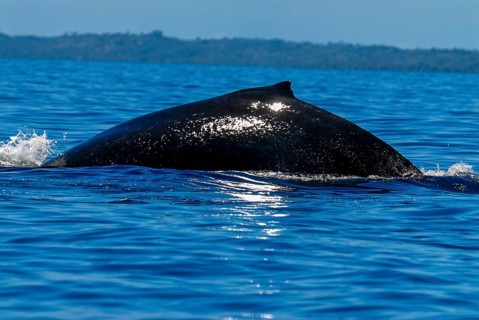 Humpback whale
