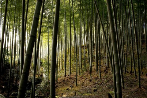 Stream and bamboo trunks in the Arashiyama Bamboo Forest in Kyoto