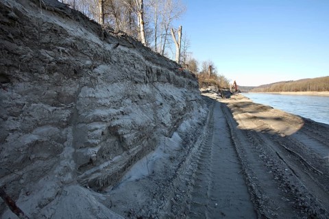 Exposed historic fascines on a river bank
