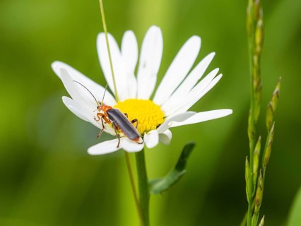 Marguerite
