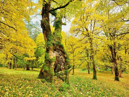 Forest of sycamore maple